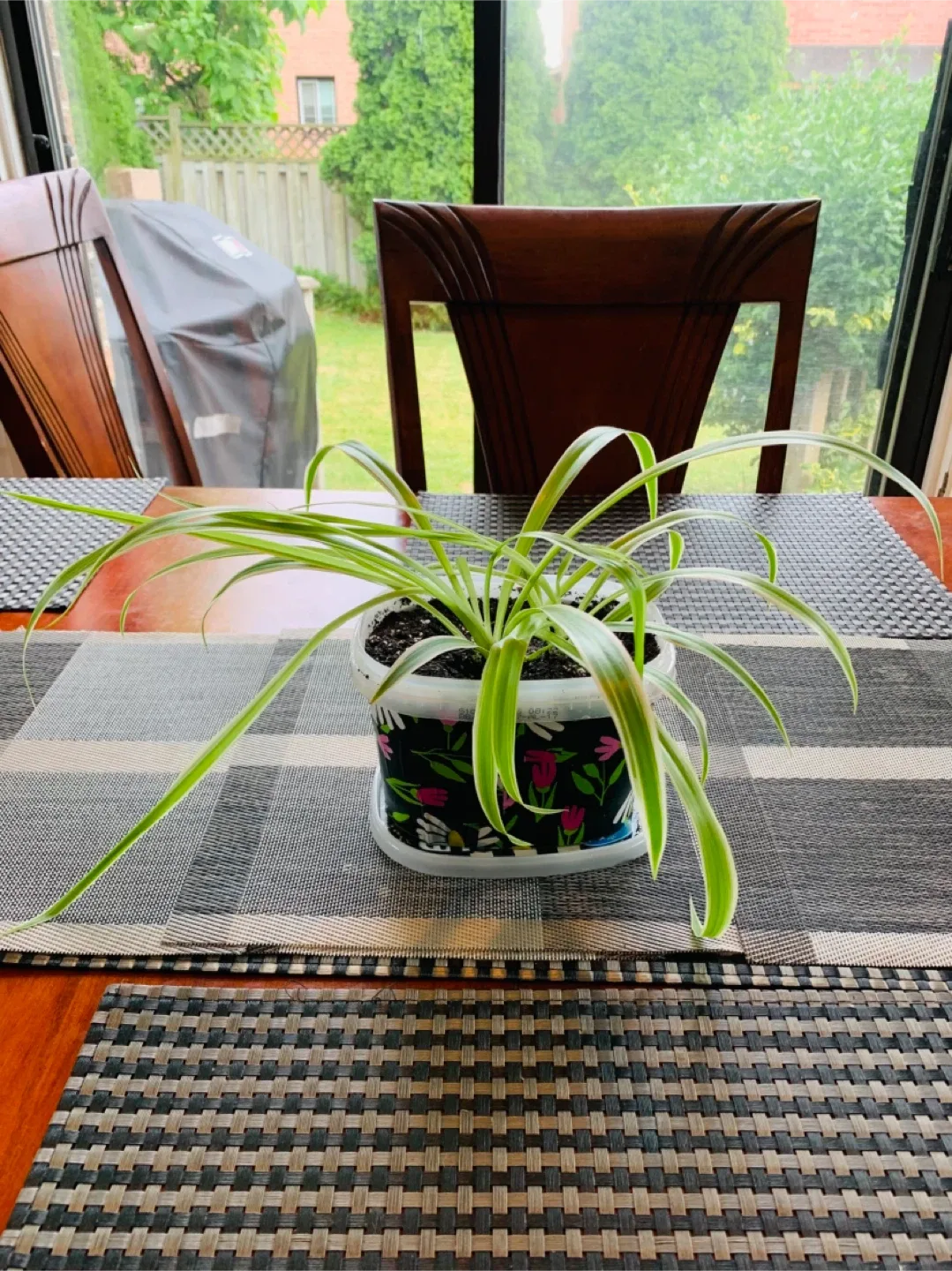 Spider Plant LARGE (non-toxic)