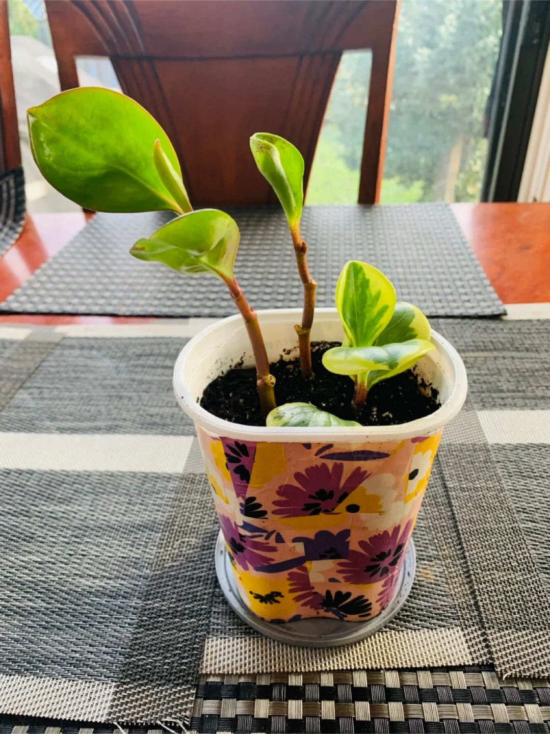 2-in-1 Peperomia Rubber Plant