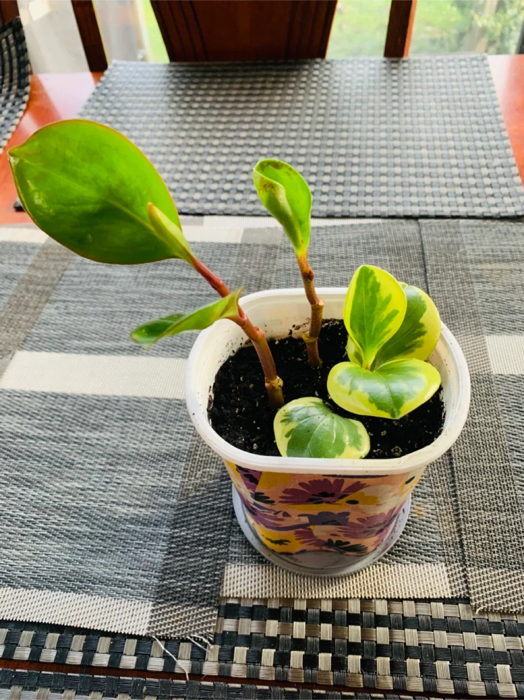 2-in-1 Peperomia Rubber Plant image indicator(2)