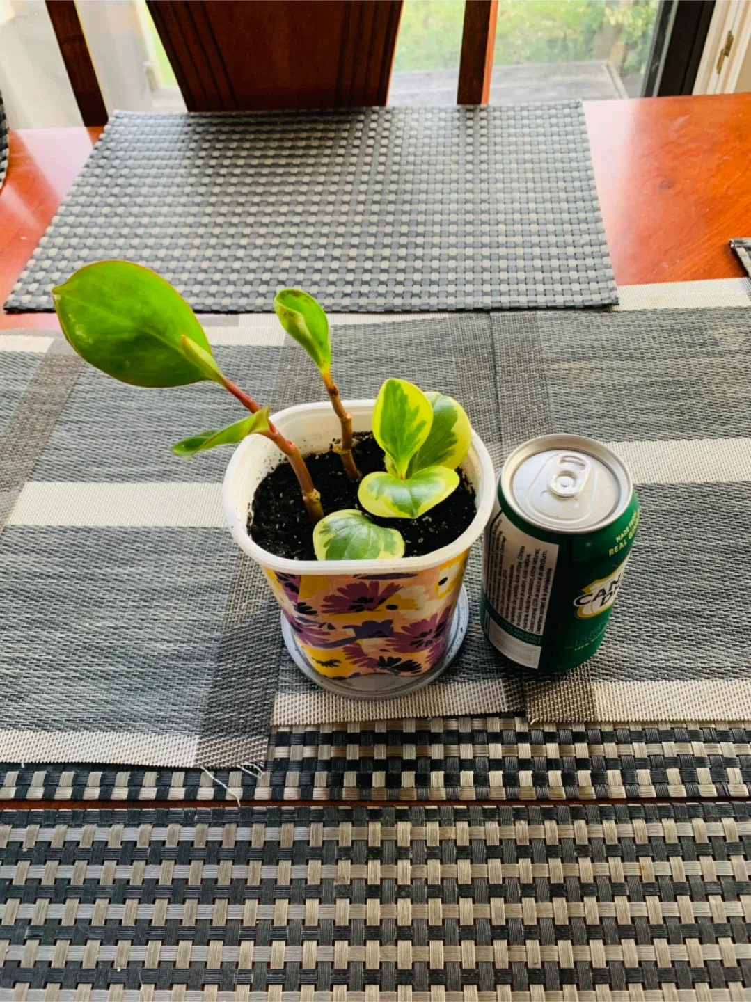 2-in-1 Peperomia Rubber Plant image indicator(4)