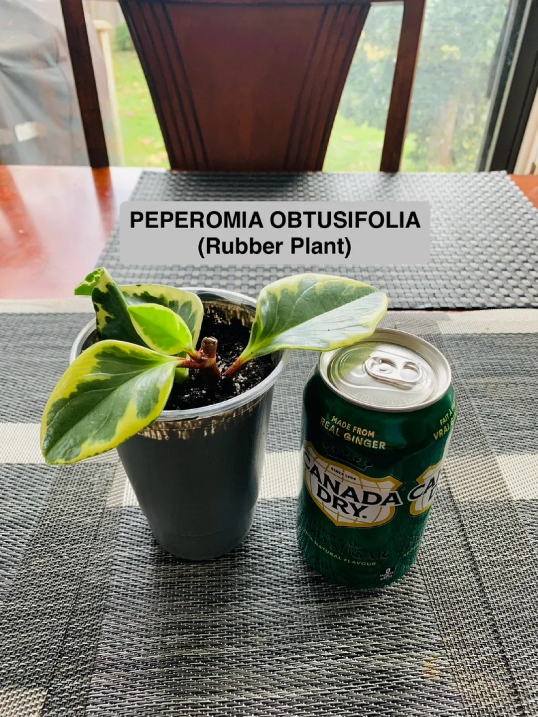 PLANT SET: Anthurium and Peperomia image indicator(4)