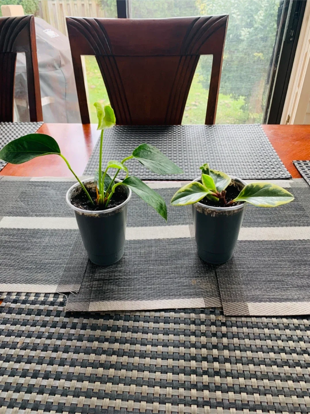 PLANT SET: Anthurium and Peperomia