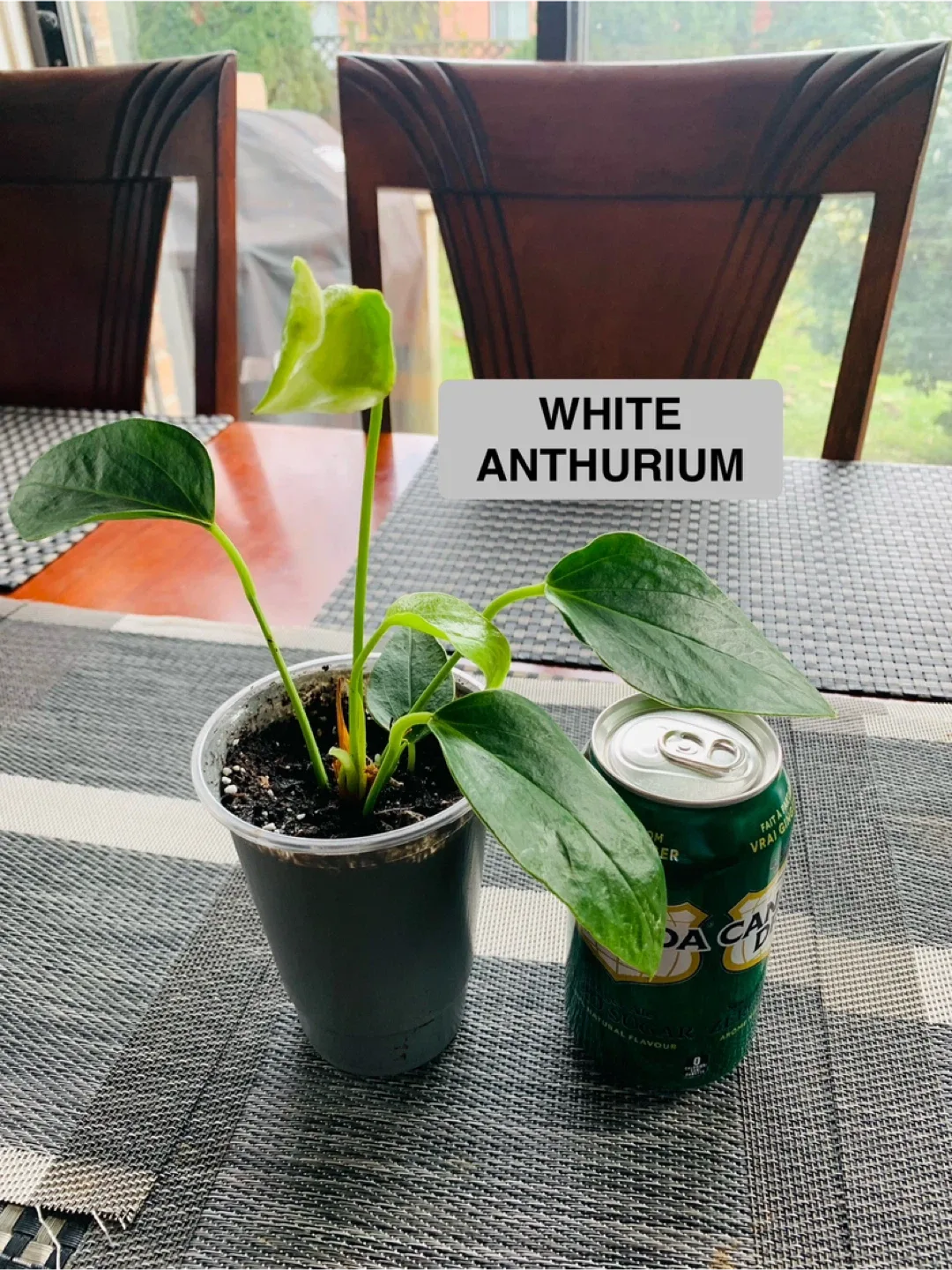 PLANT SET: Anthurium and Peperomia image indicator(3)