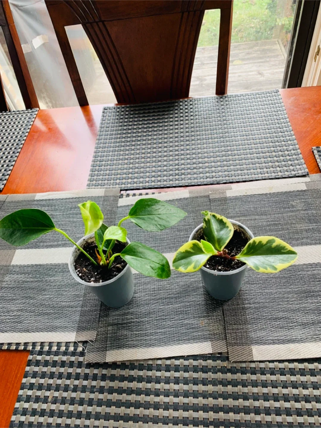 PLANT SET: Anthurium and Peperomia image indicator(2)