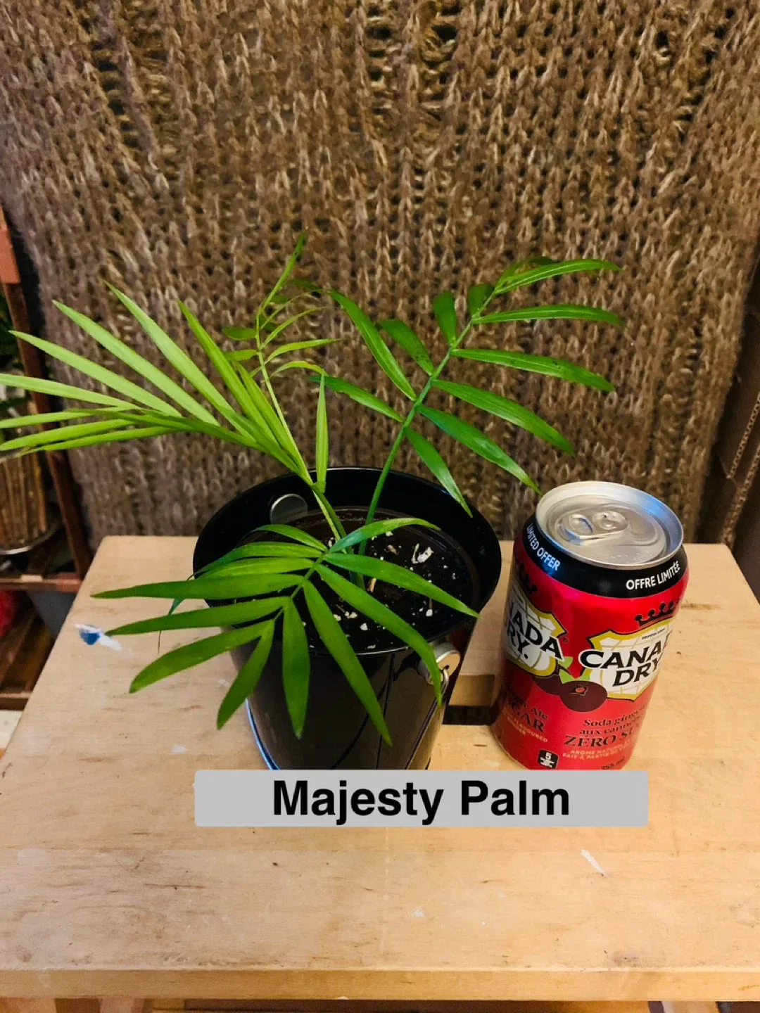 PLANT SET: Arrowhead and Majesty Palm image indicator(4)