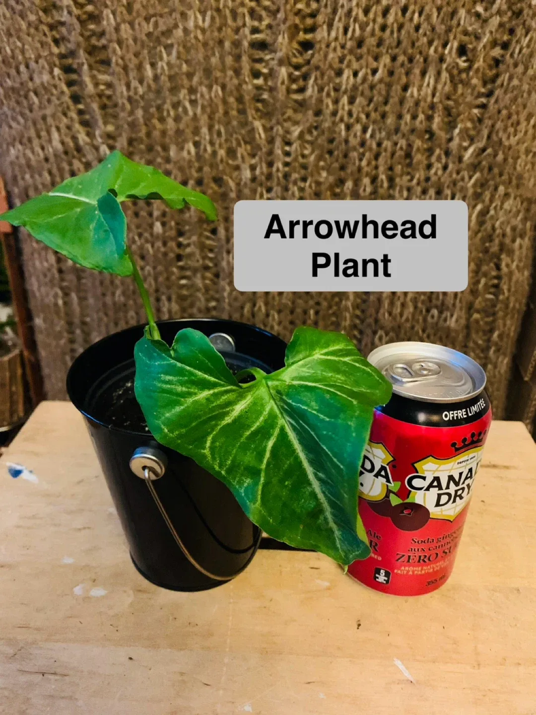 PLANT SET: Arrowhead and Majesty Palm image indicator(3)