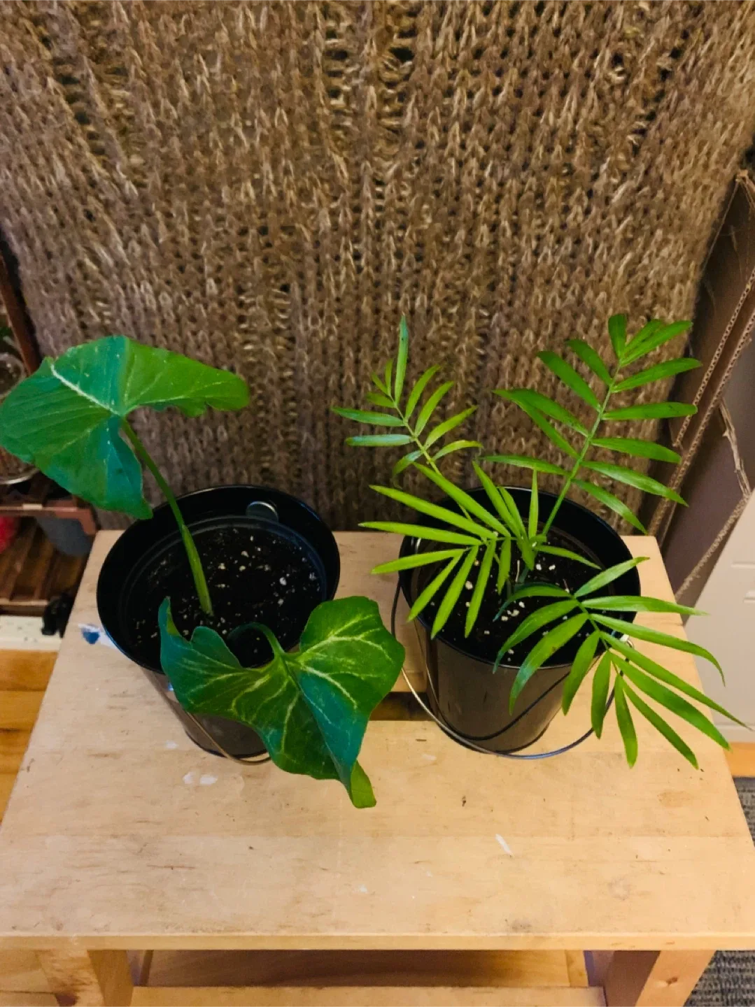 PLANT SET: Arrowhead and Majesty Palm image indicator(2)