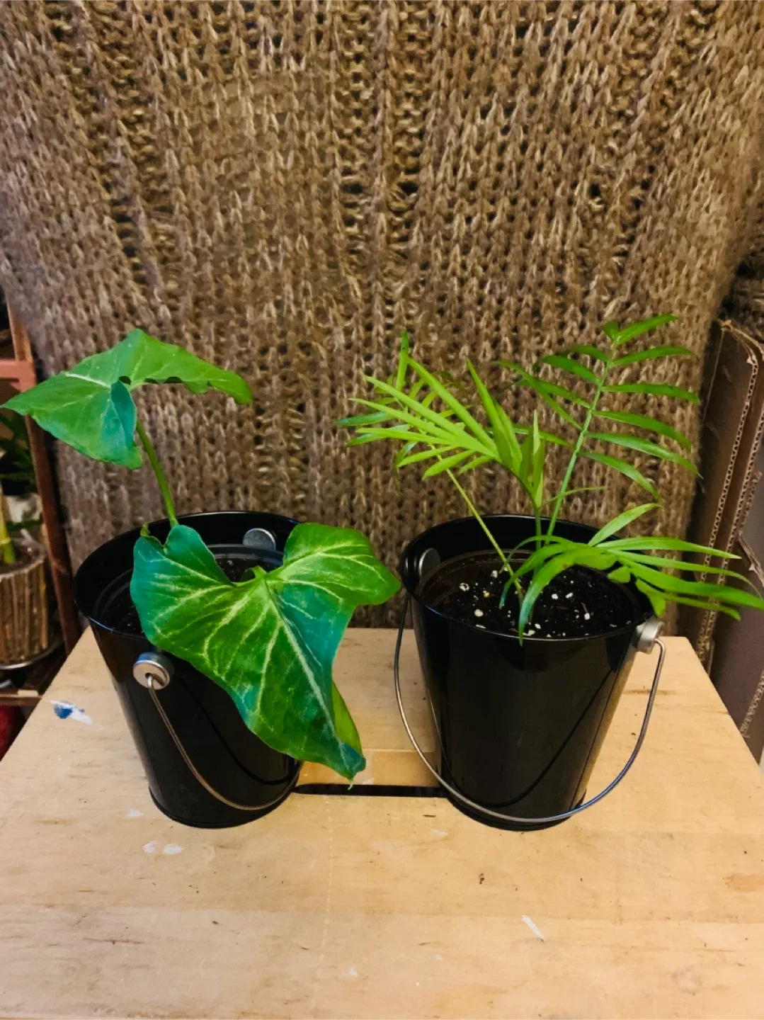 PLANT SET: Arrowhead and Majesty Palm