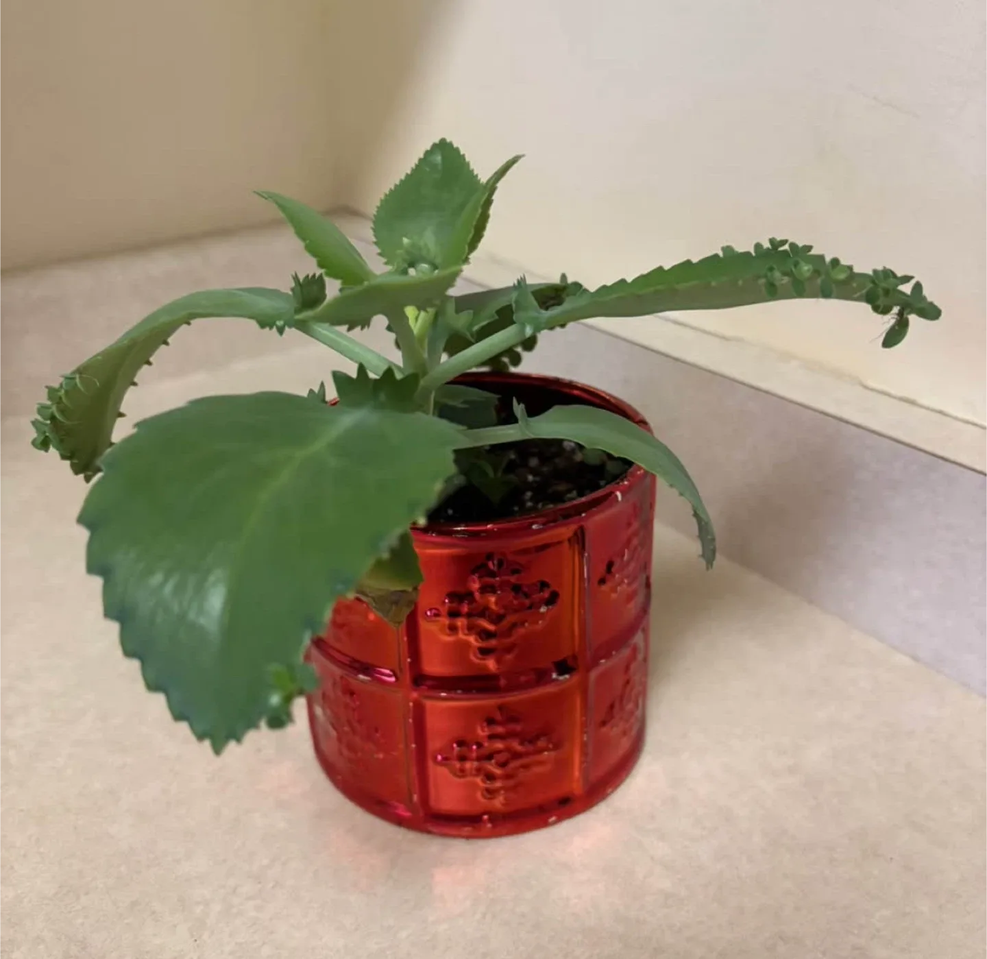 Mother of Thousands Plant #Cleanout