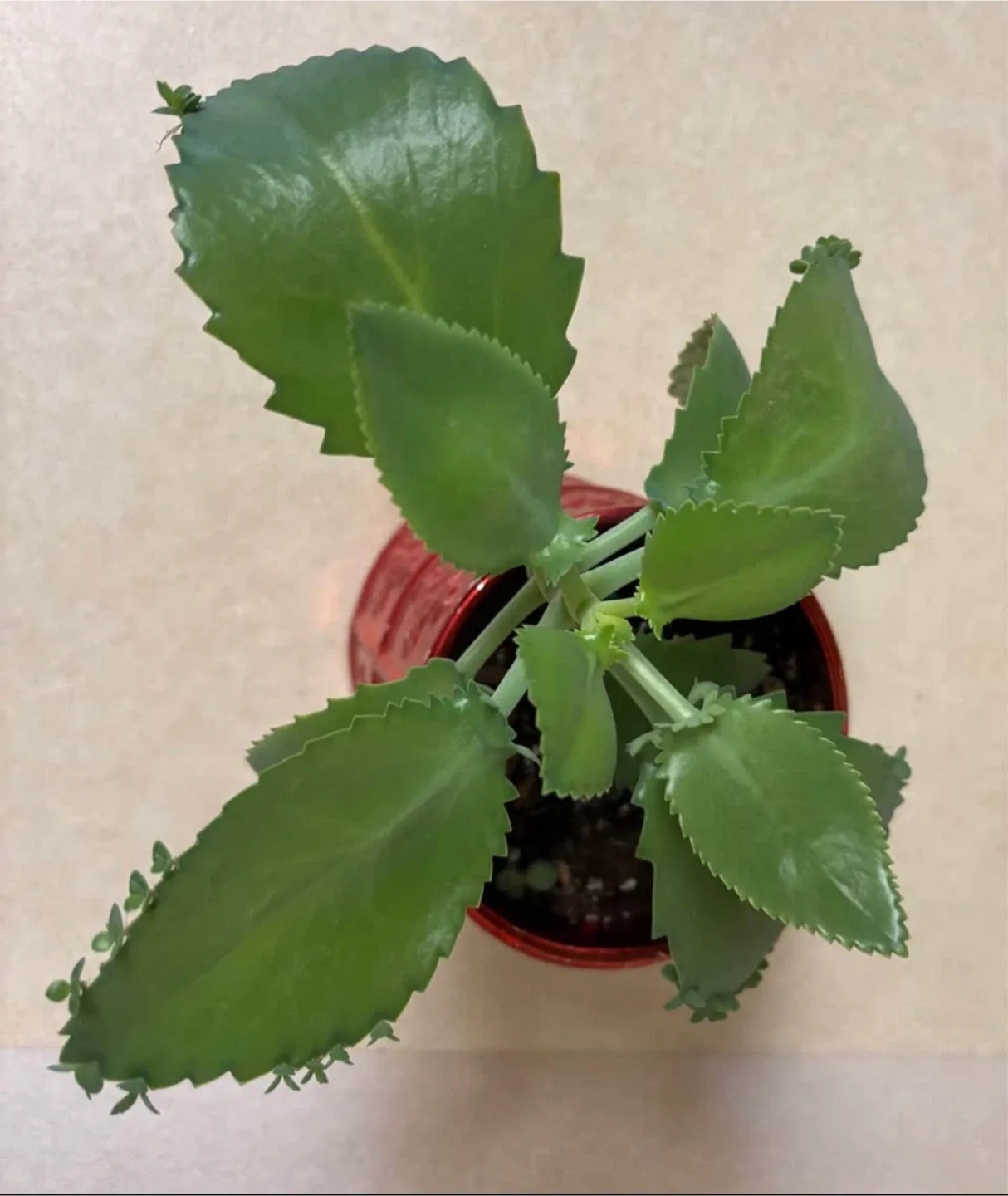 Mother of Thousands Plant #Cleanout image indicator(2)