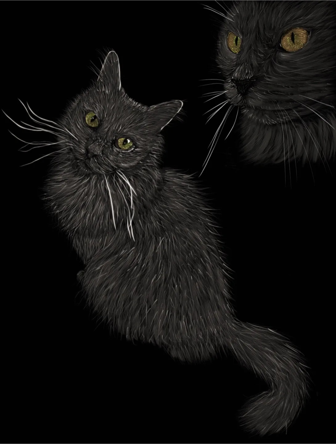 Pet portraits image indicator(3)