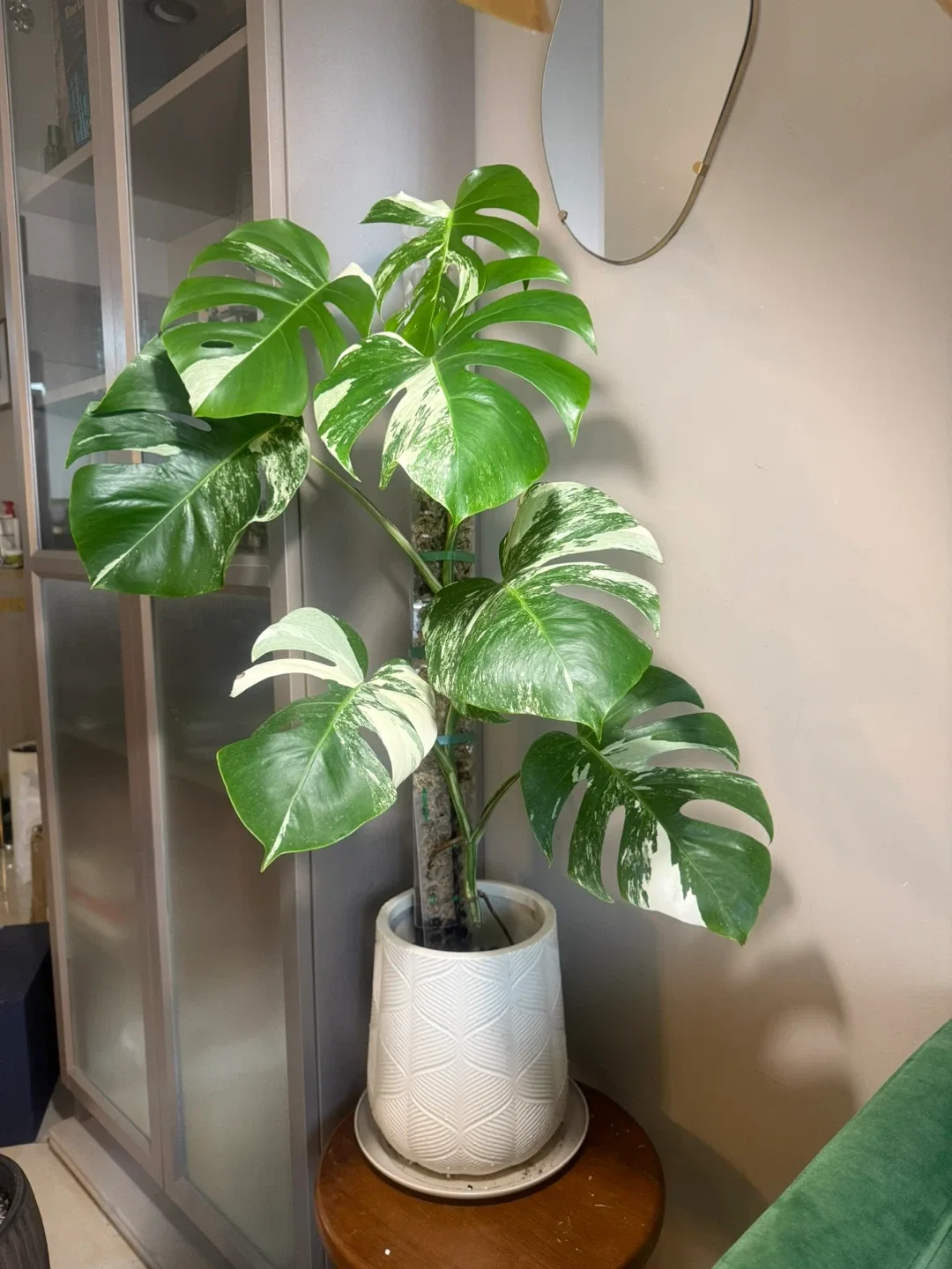 Variegated Monstera Albo Plant