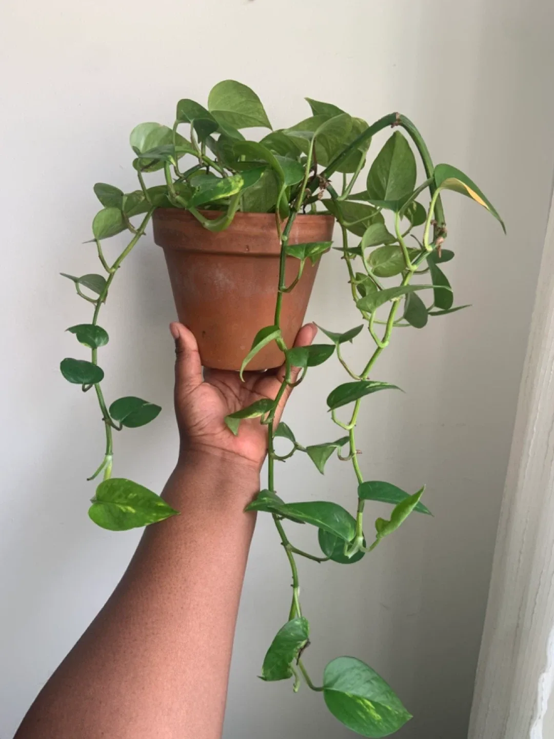 Potted Golden Pothos Plant image indicator(3)