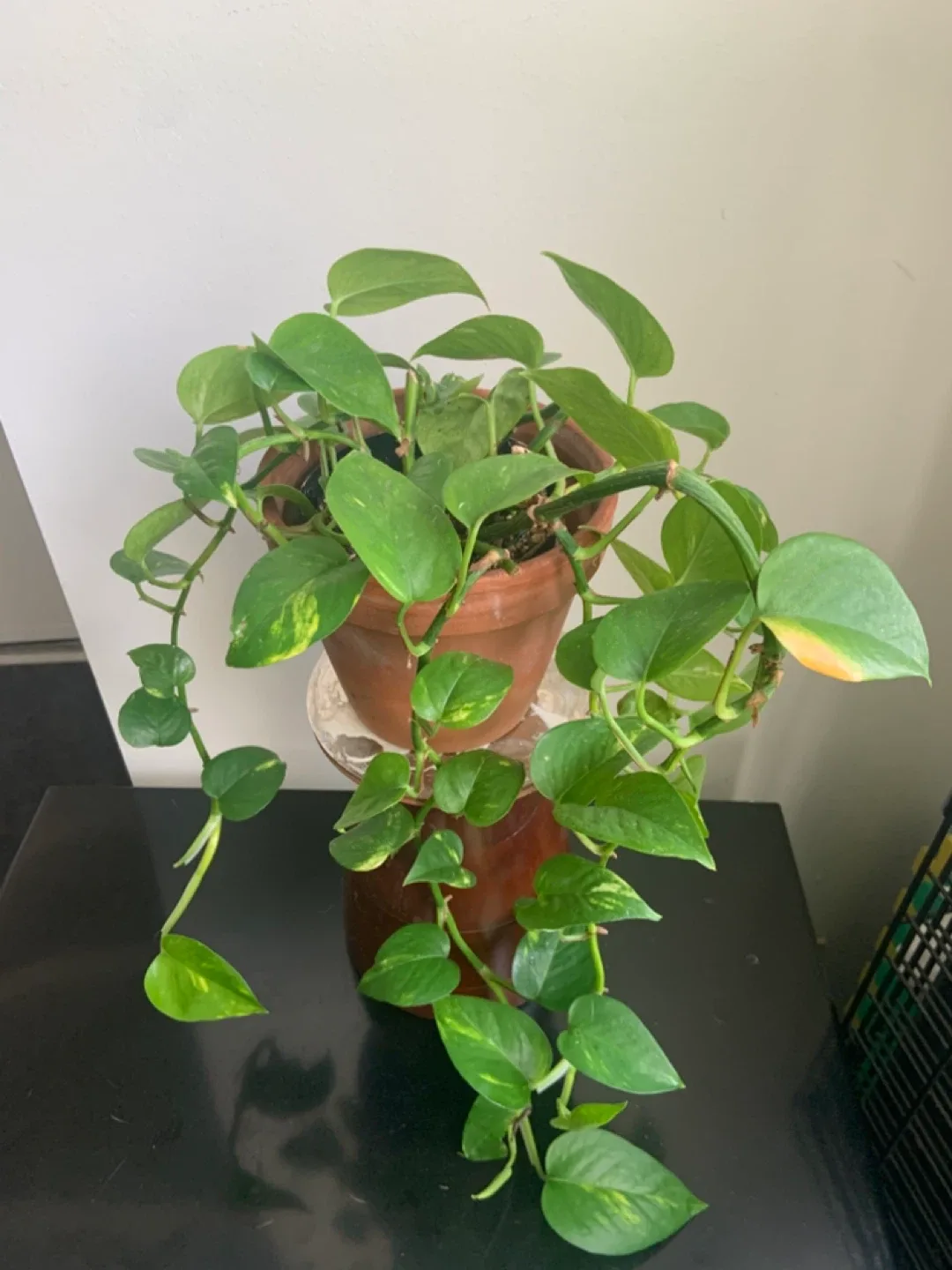 Potted Golden Pothos Plant