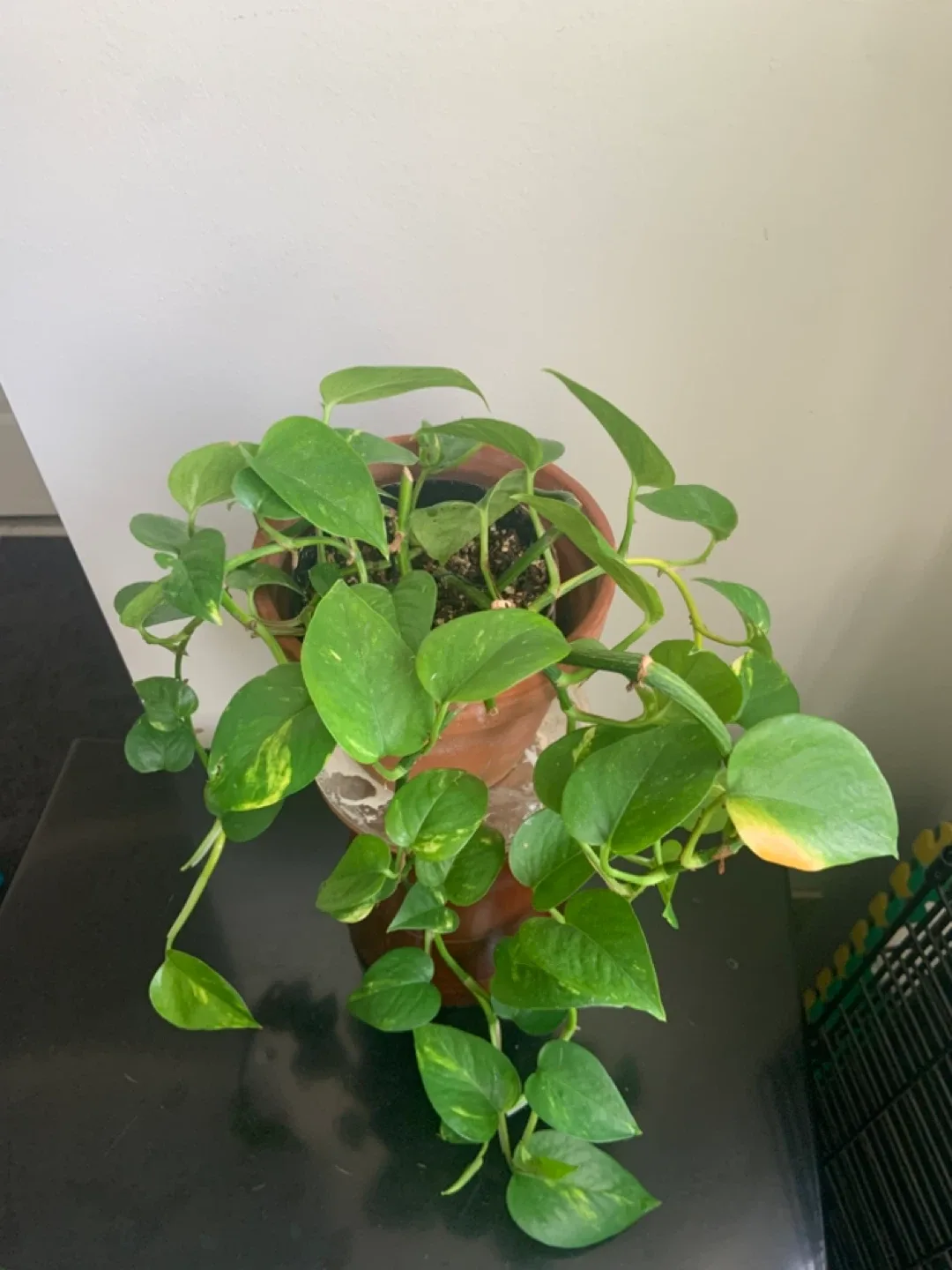 Potted Golden Pothos Plant image indicator(2)