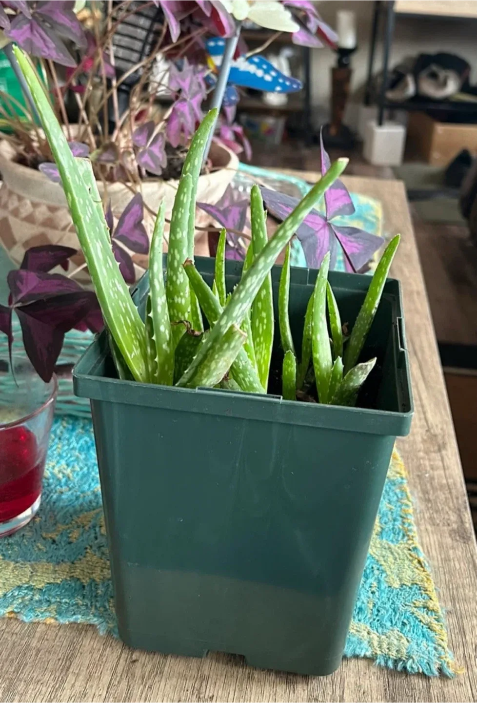 Aloe Vera Plant in Green Pot