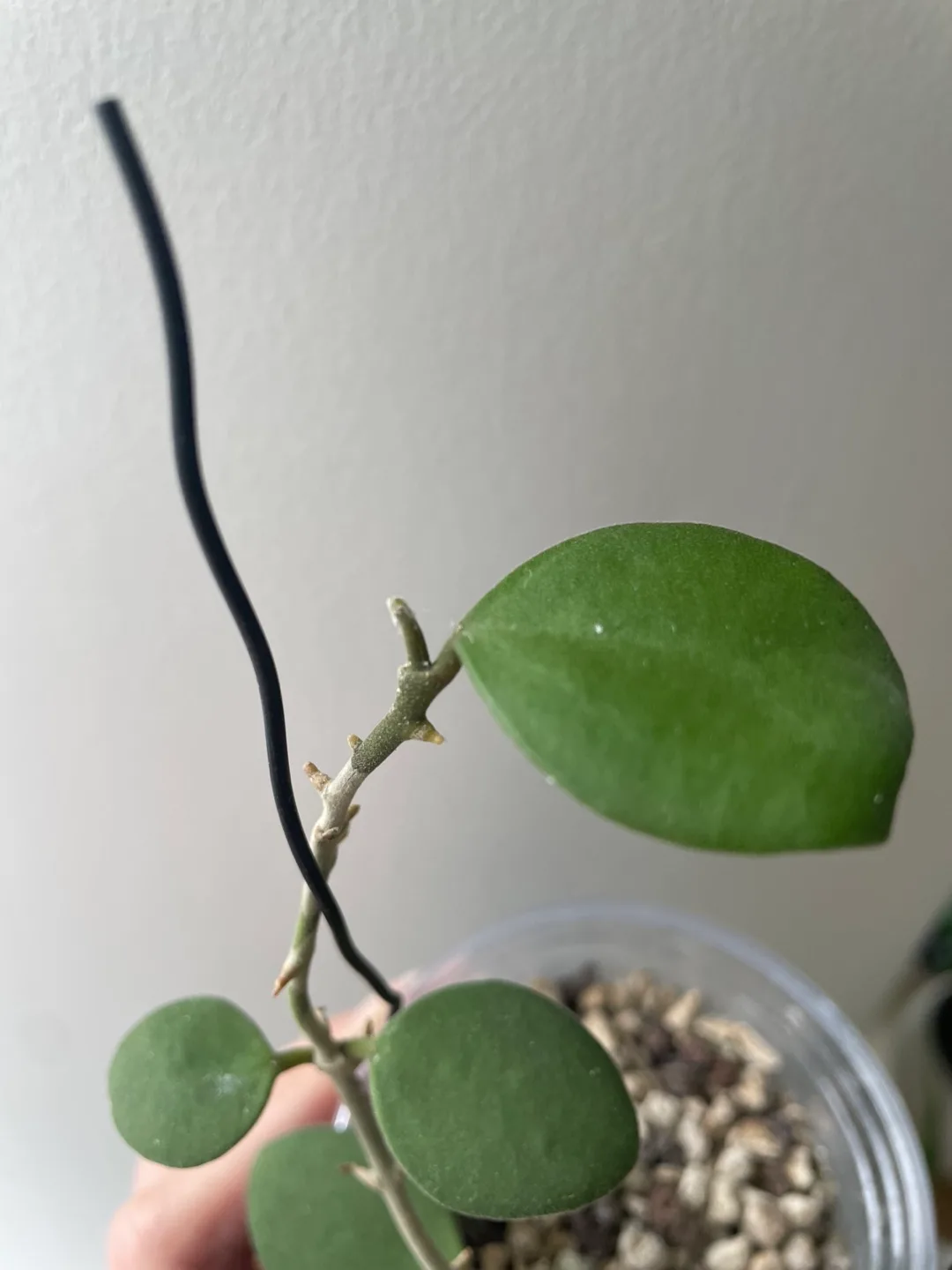 Hoya Nummalarioides Plant image indicator(4)