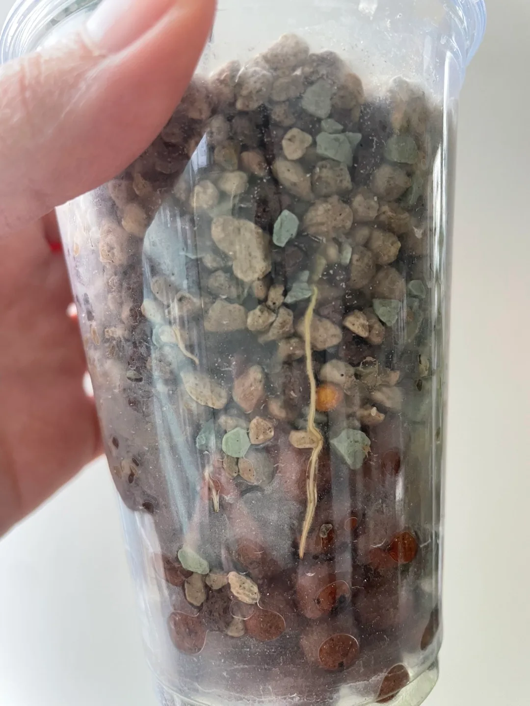 Hoya Nummalarioides Plant image indicator(2)