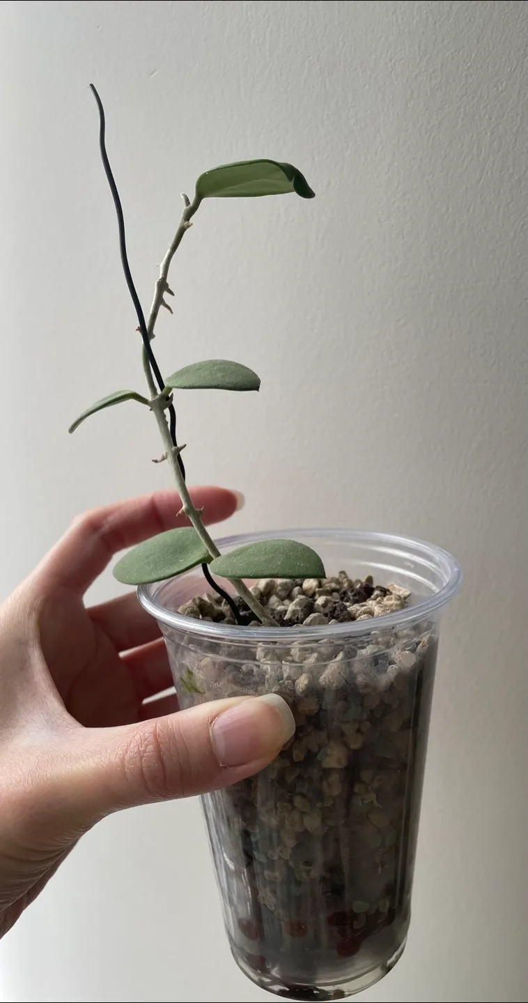 Hoya Nummalarioides Plant