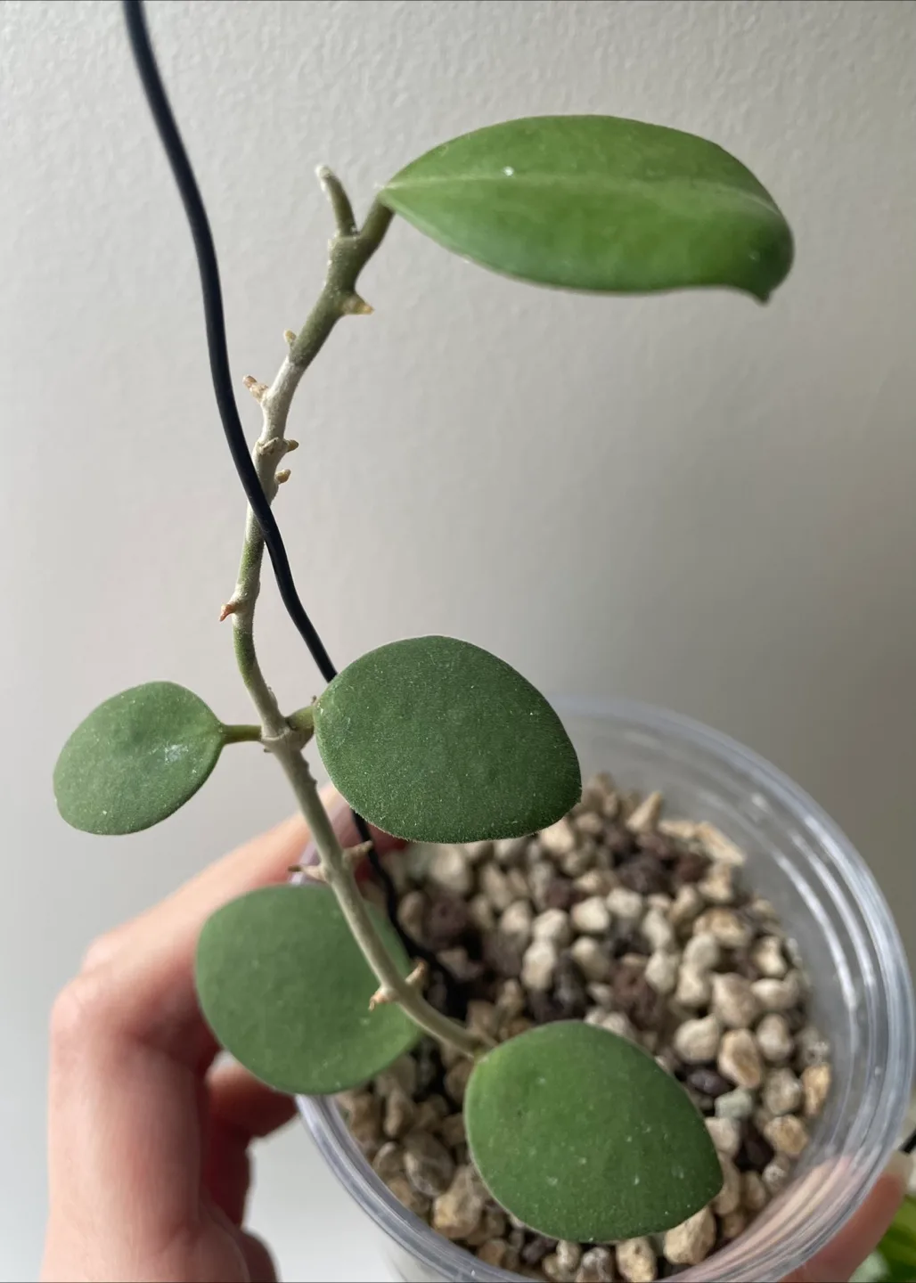 Hoya Nummalarioides Plant image indicator(3)