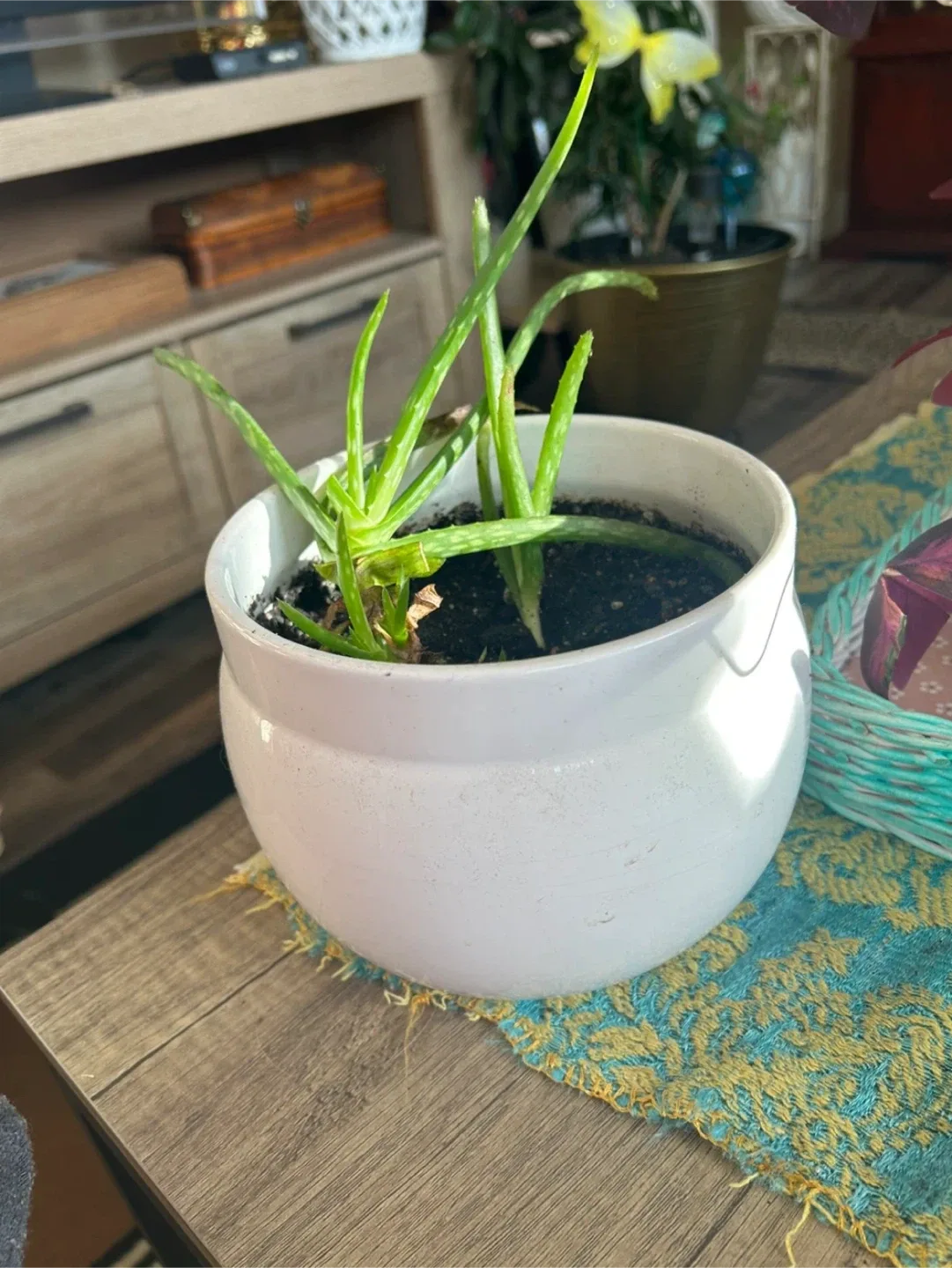 Potted Aloe Vera Plant