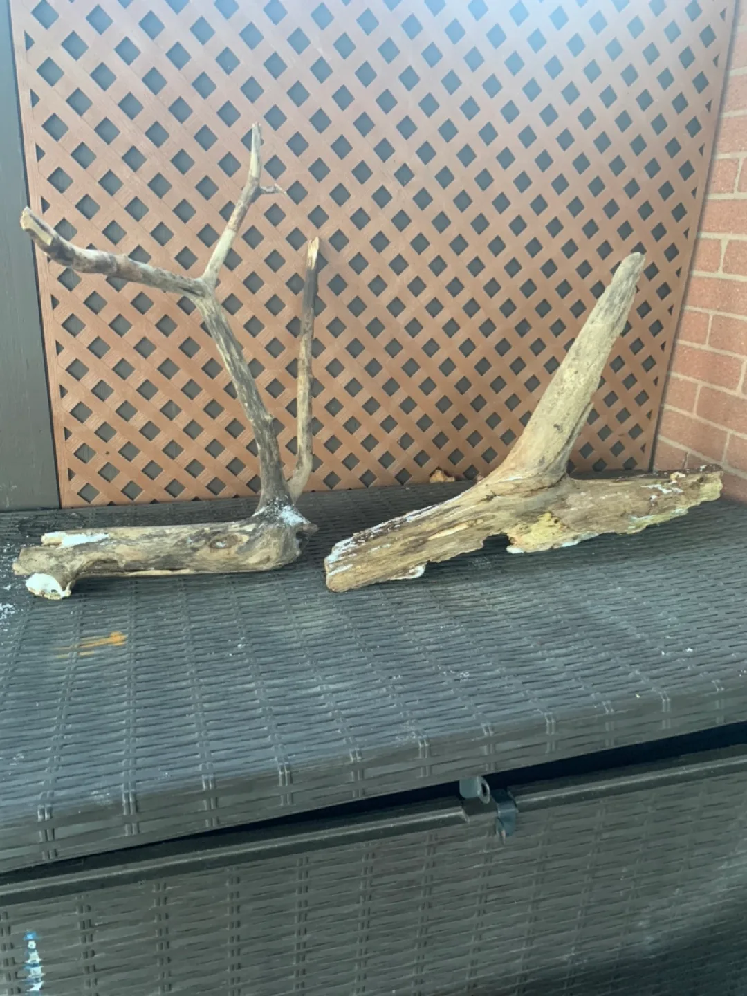 Driftwoods from $5 to $25