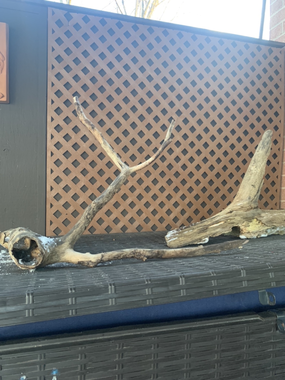 Driftwoods from $5 to $25 - photo 2