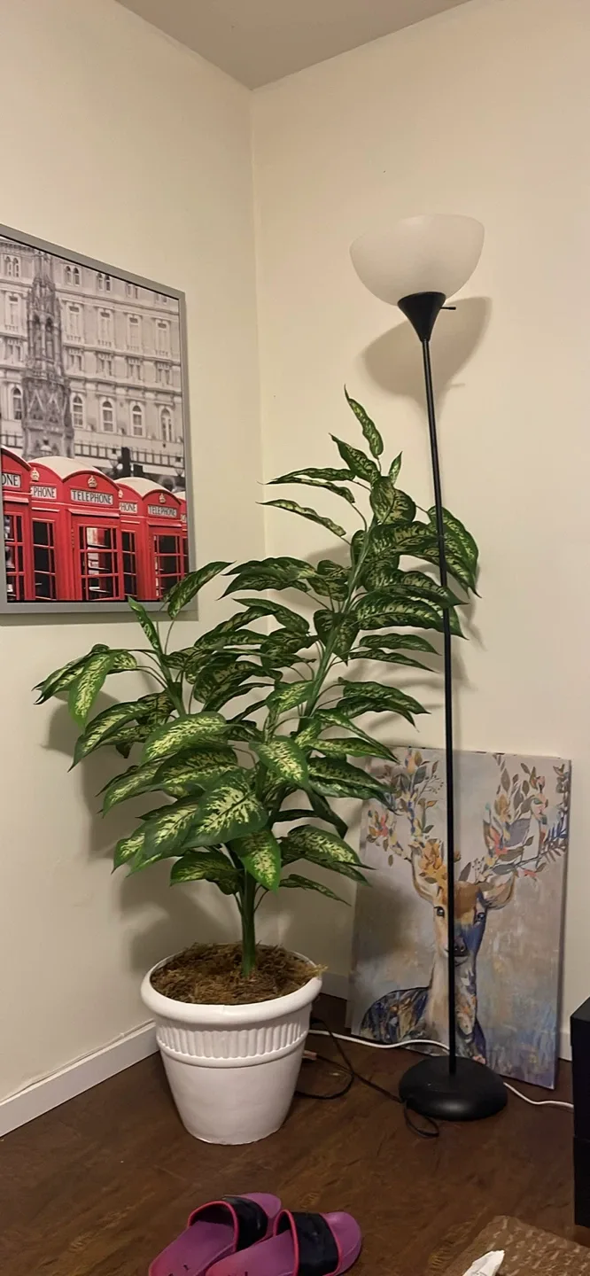 Potted Dieffenbachia Plant