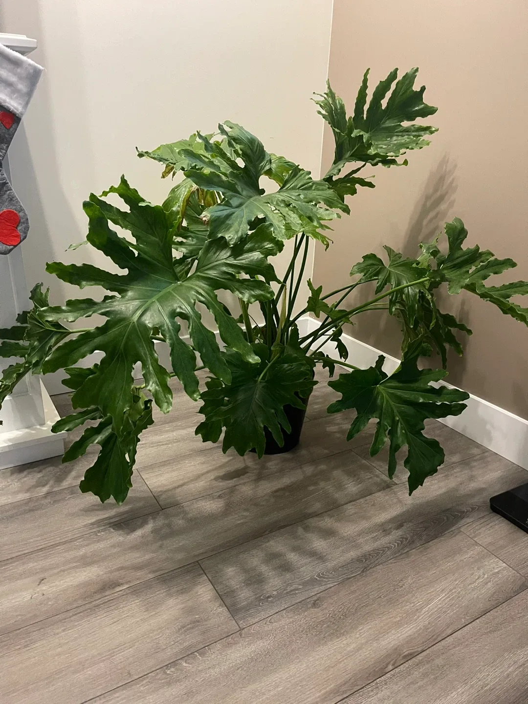 Philodendron Selloum Plant