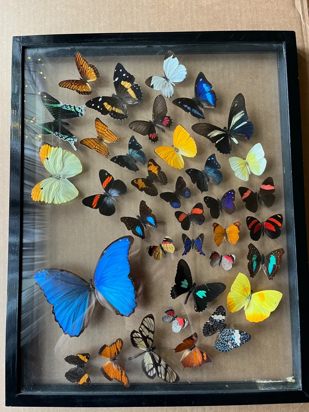 Tropical & Rare Butterfly Collection