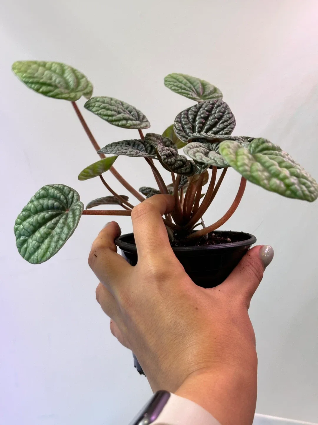 Pepperomia Burbella Plant