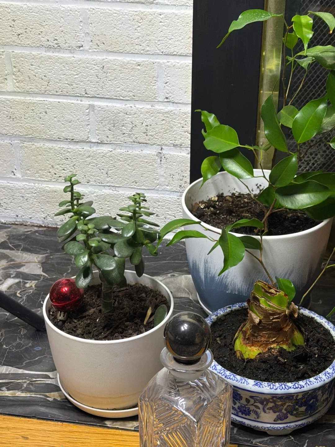 Christmas plants sale image indicator(2)