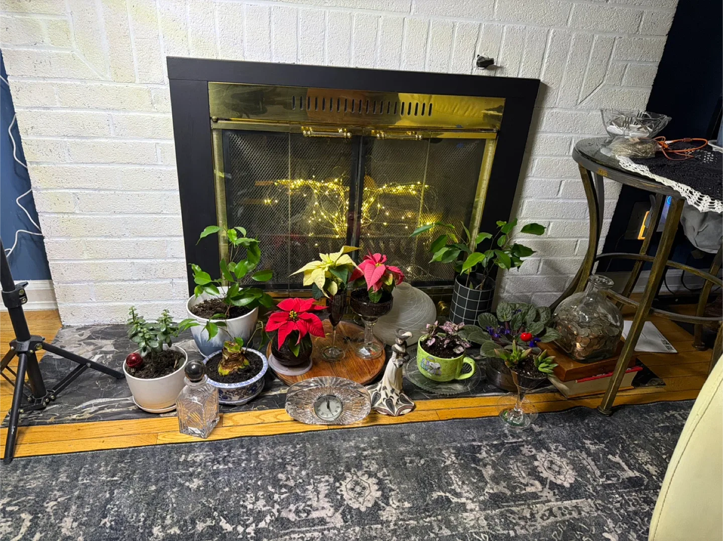 Christmas plants sale