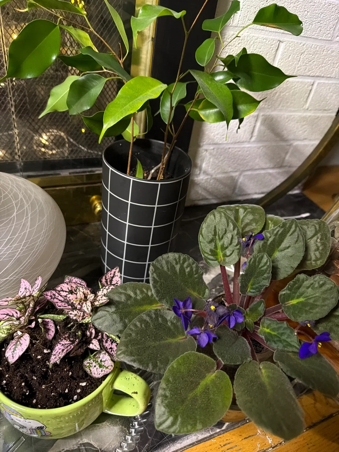 Christmas plants sale image indicator(6)