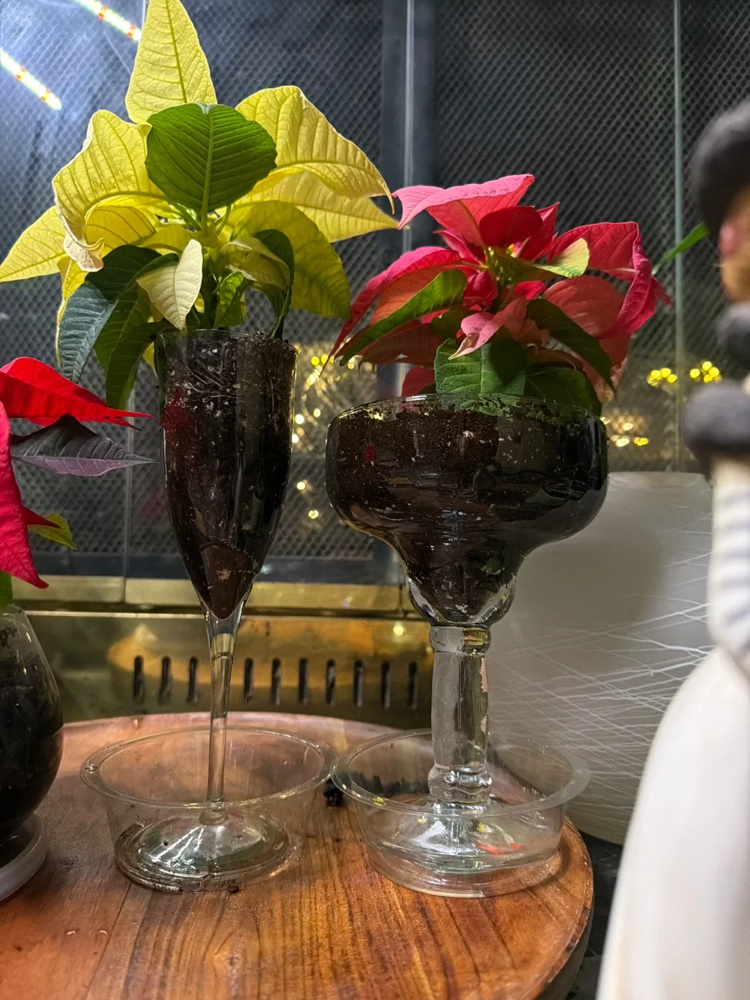 Christmas plants sale image indicator(7)