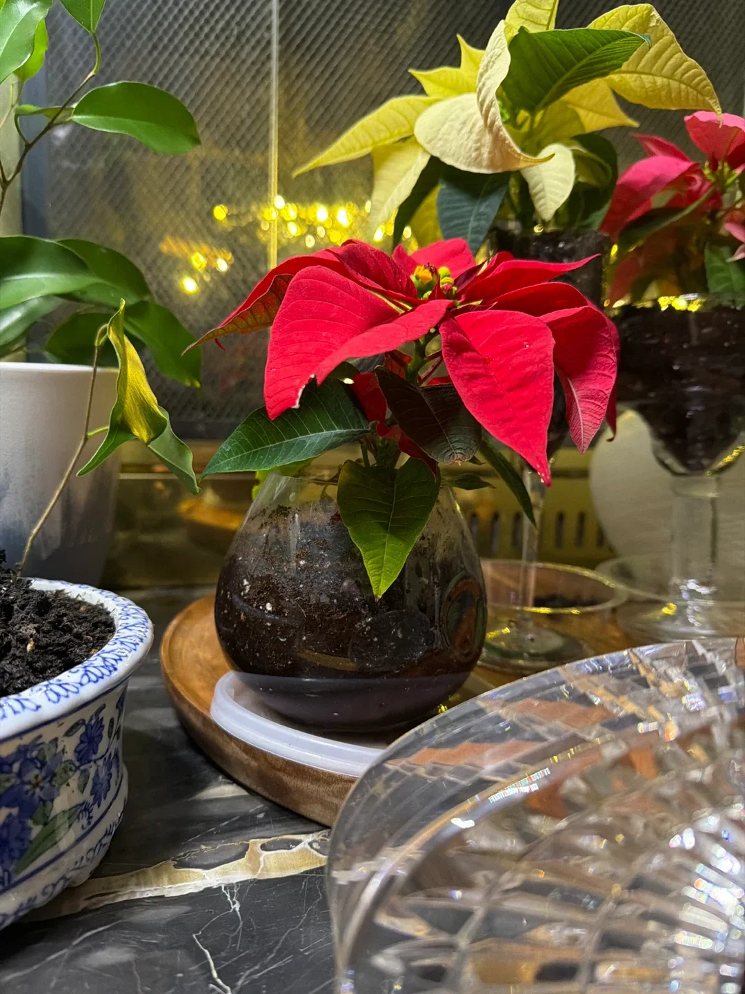 Christmas plants sale image indicator(8)