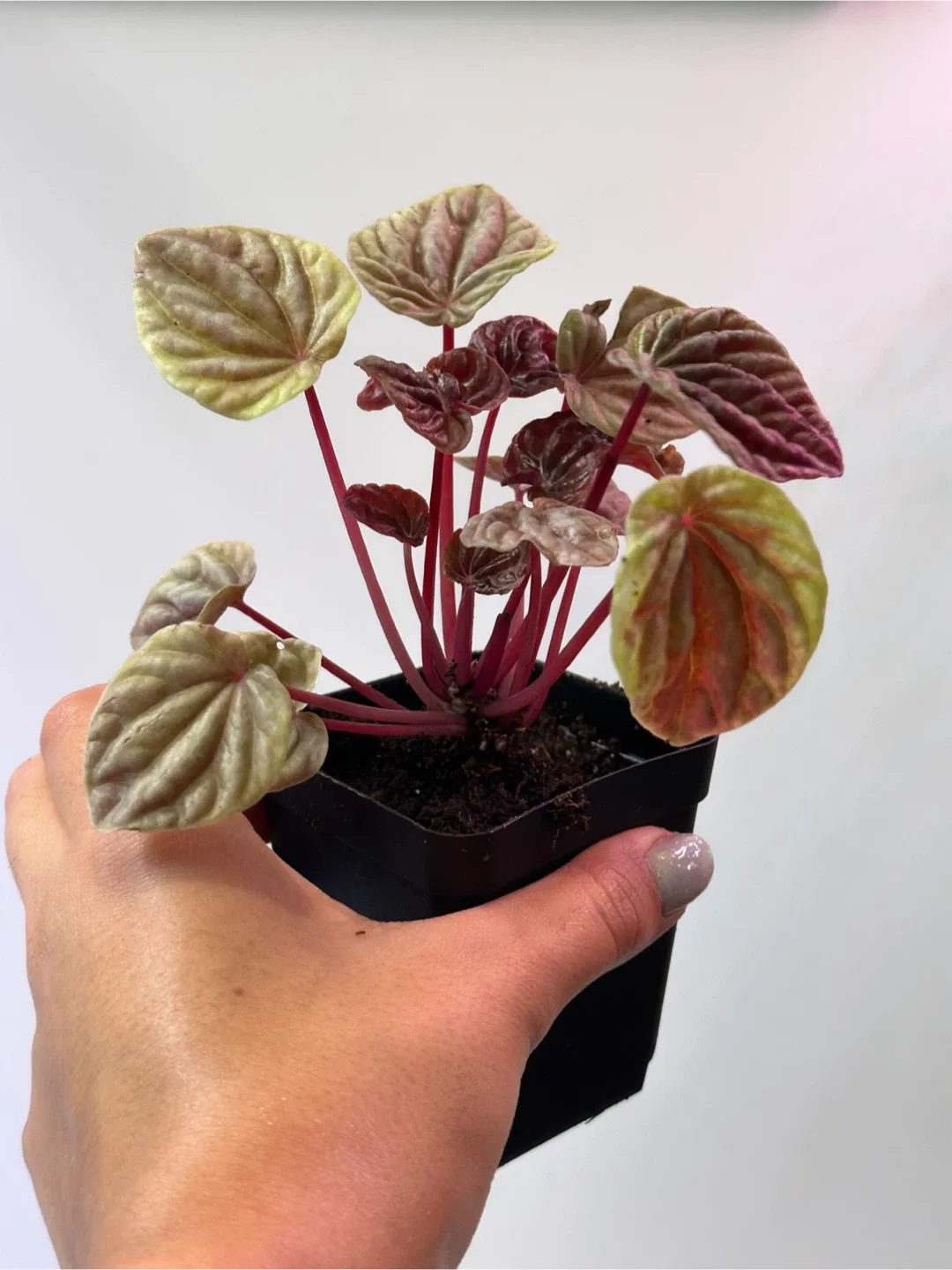 Pepperomia Caperata Quito Plant