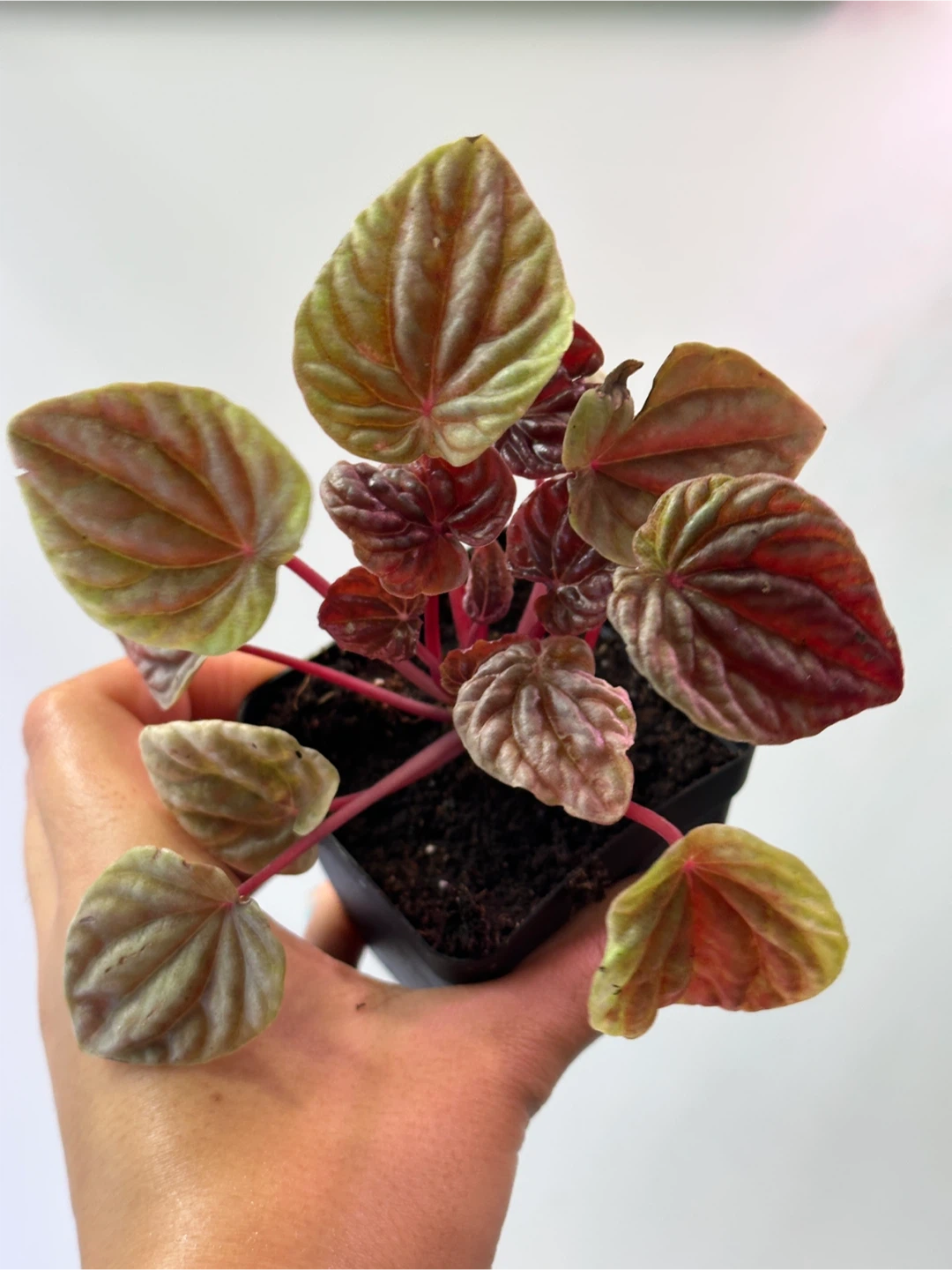 Pepperomia Caperata Quito Plant - photo 2