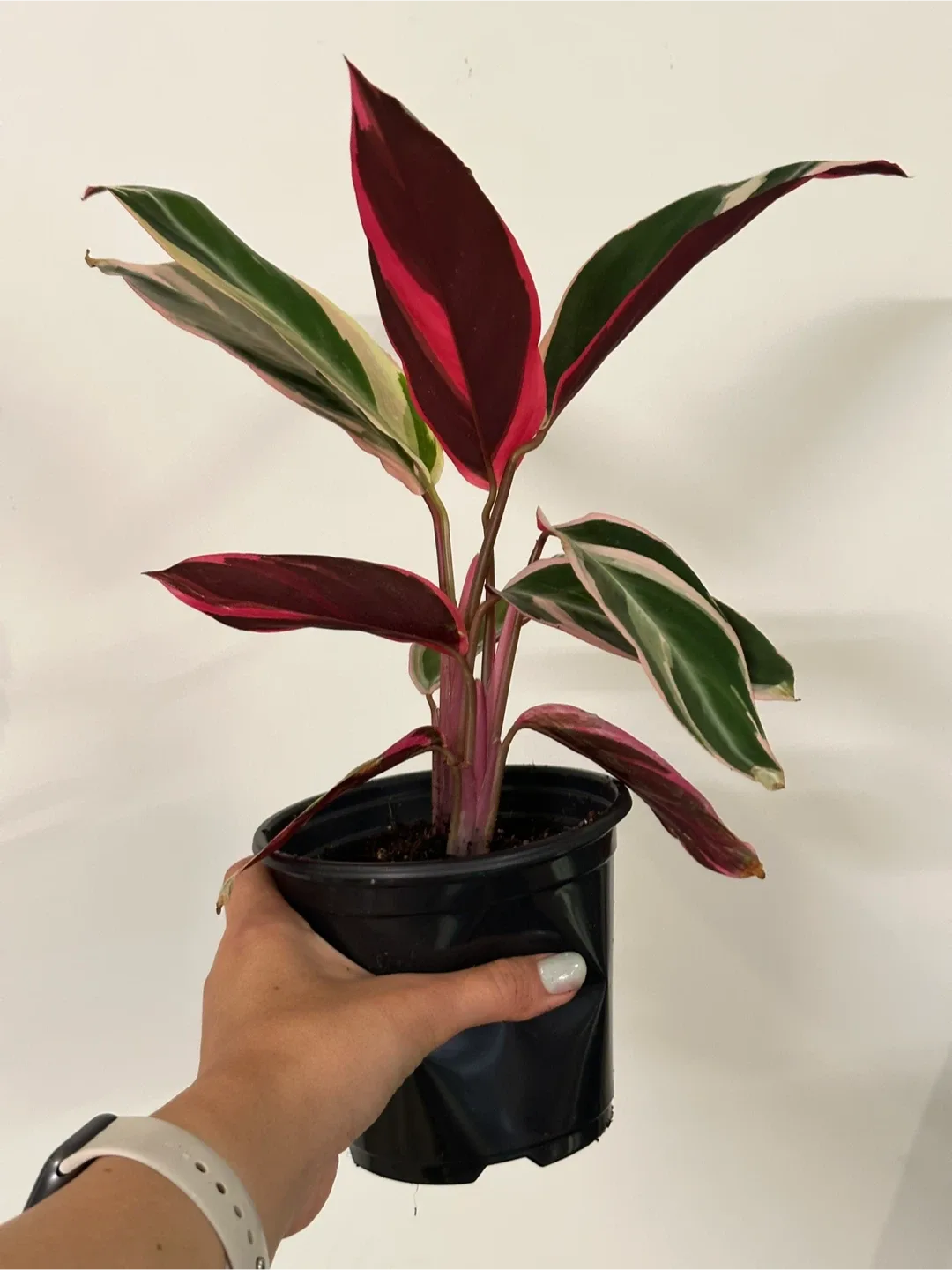 Stromanthe Triostar Plant