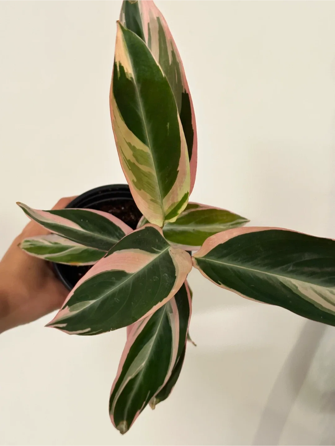 Stromanthe Triostar Plant image indicator(2)