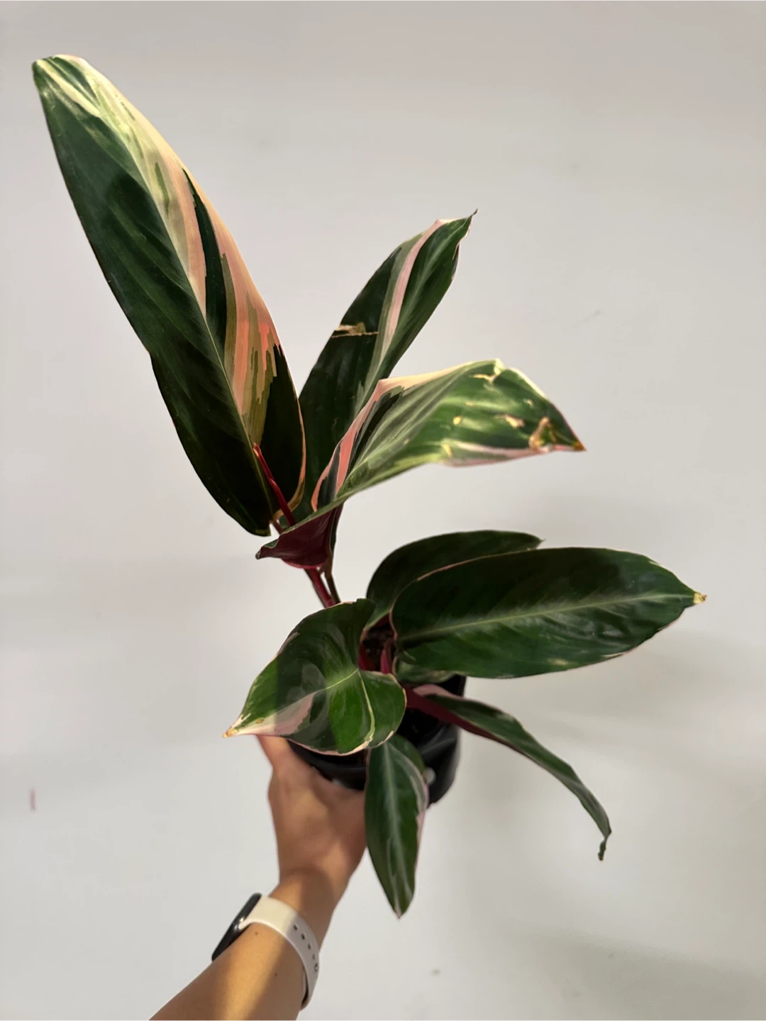 Stromanthe Triostar Plant - photo 2