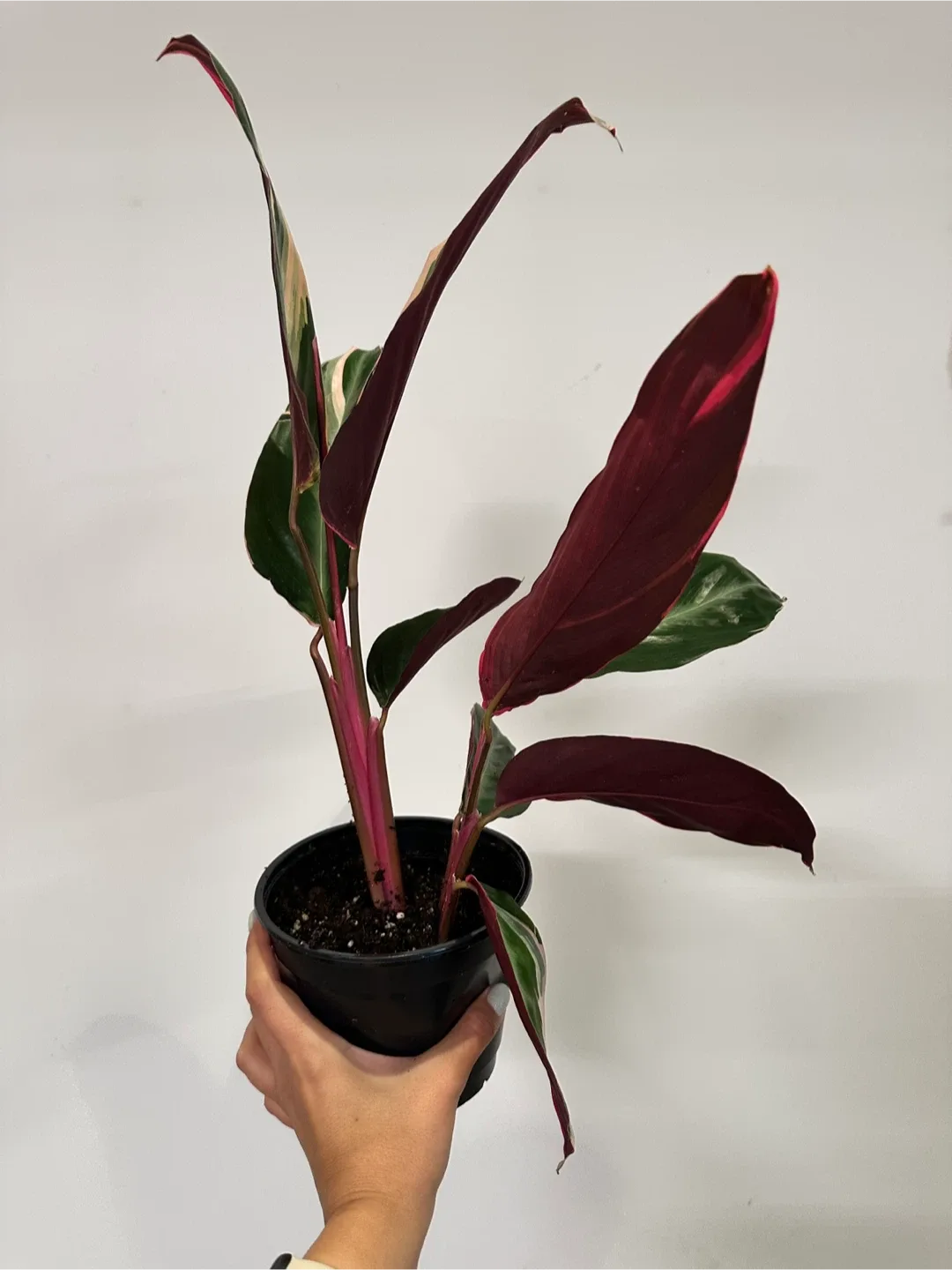 Stromanthe Triostar Plant