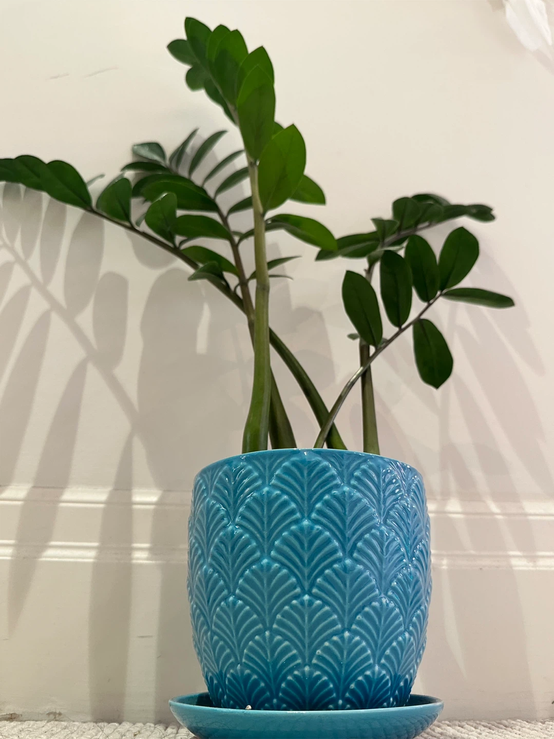 ZZ Plant - photo 2