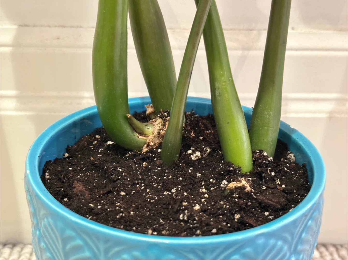 ZZ Plant - photo 3