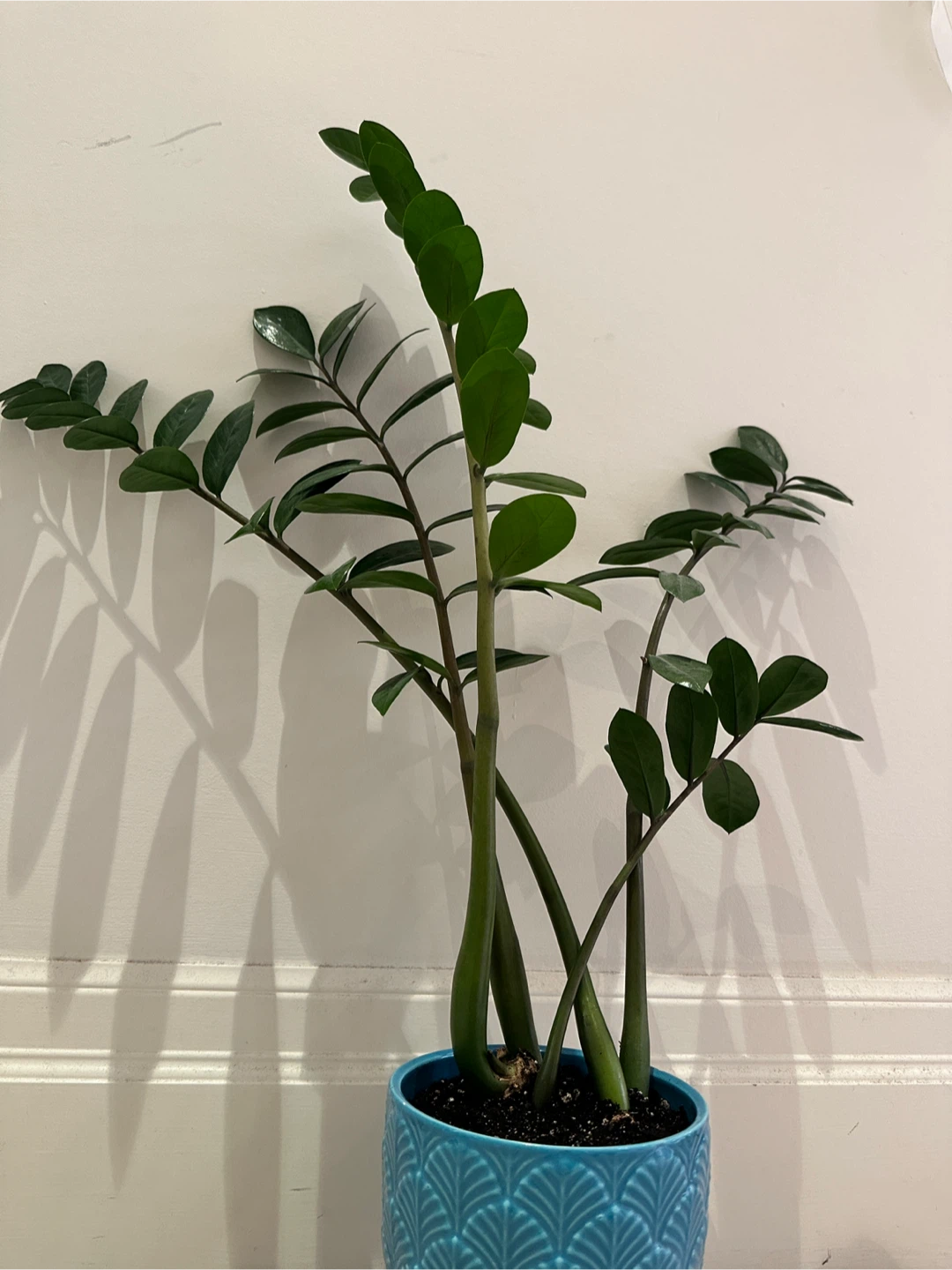 ZZ Plant