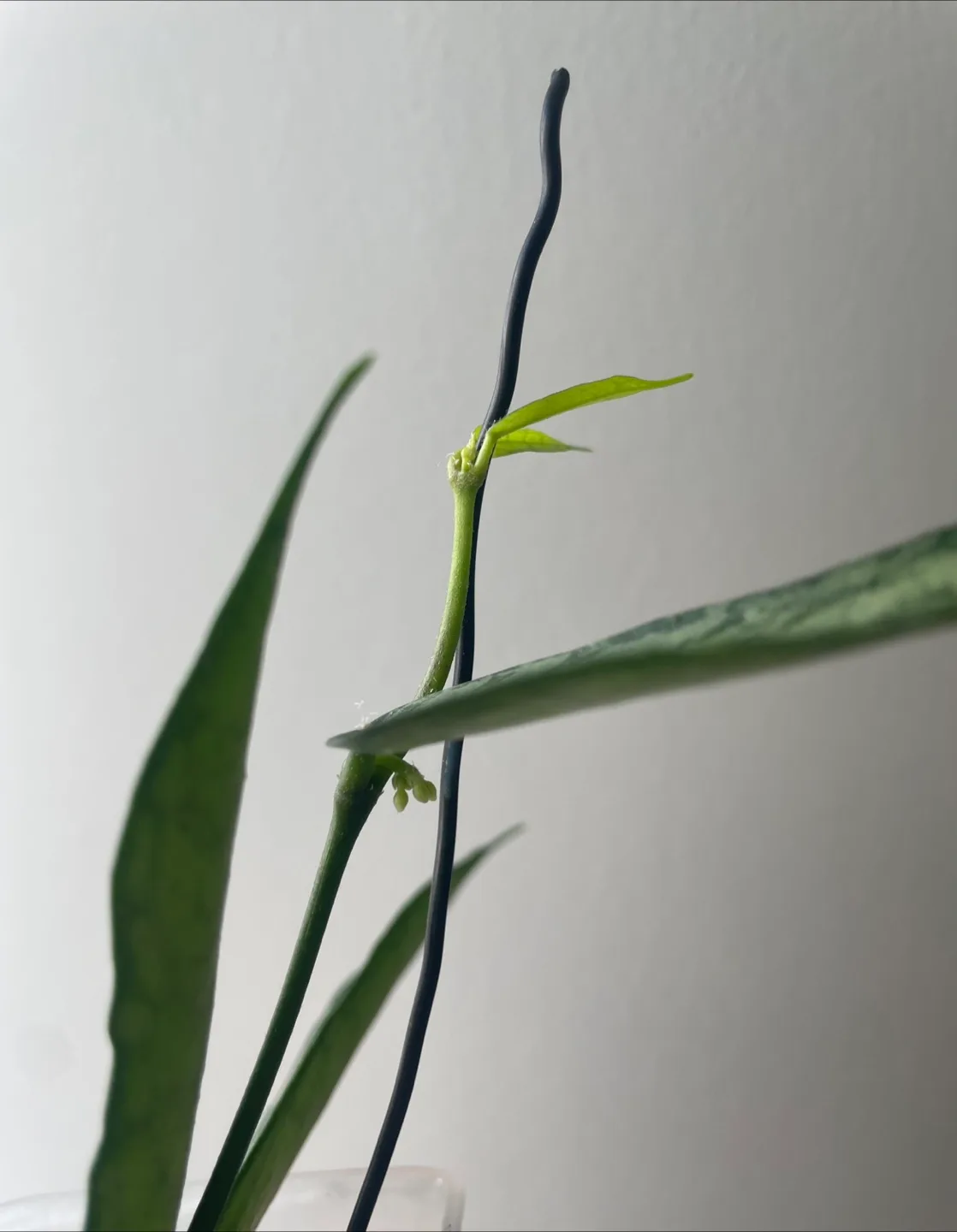 Hoya plant with peduncle image indicator(2)