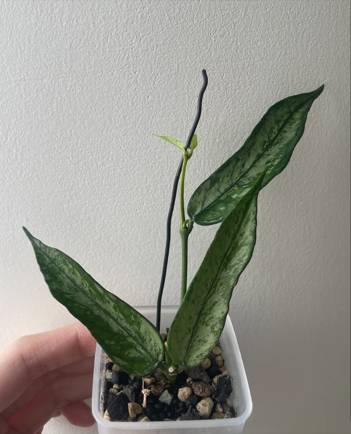 Hoya plant with peduncle