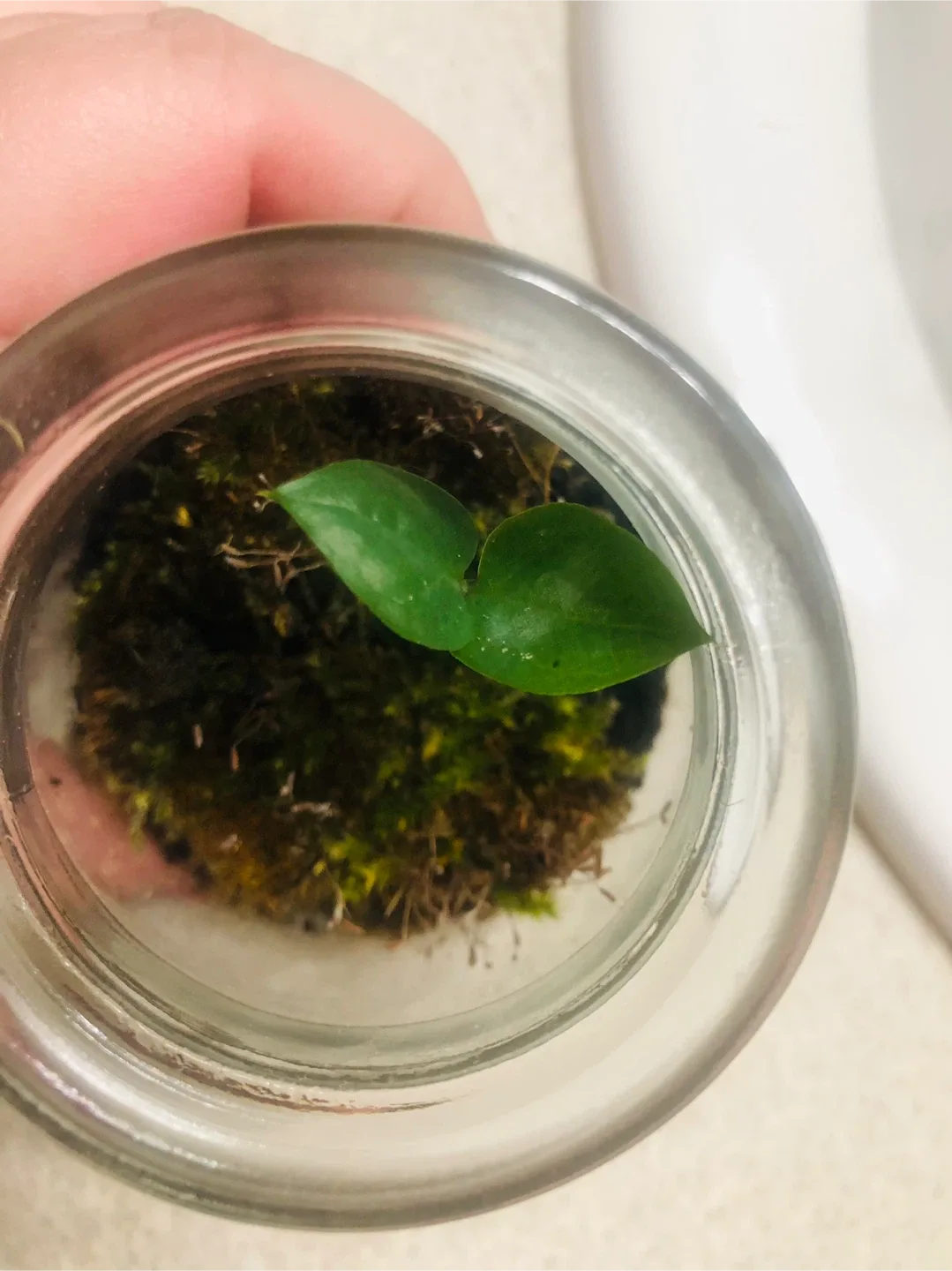 MINI Terrarium with Baby ZZ Plant & Moss #Cleanout image indicator(2)