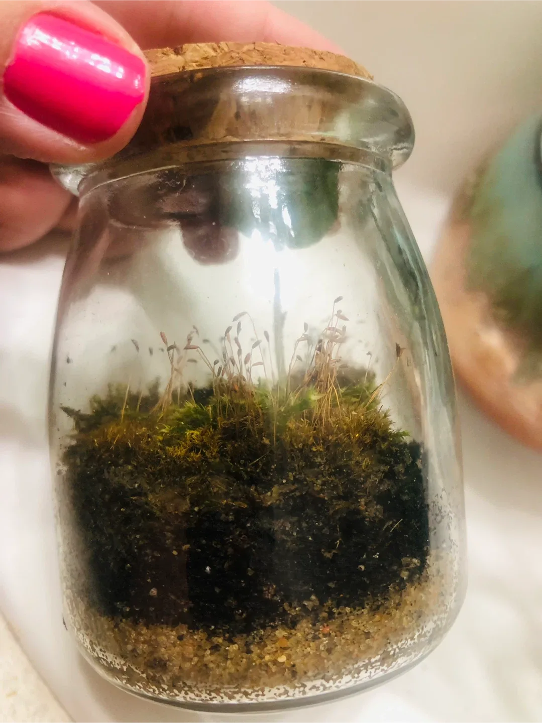 MINI Terrarium with Baby ZZ Plant & Moss #Cleanout image indicator(3)