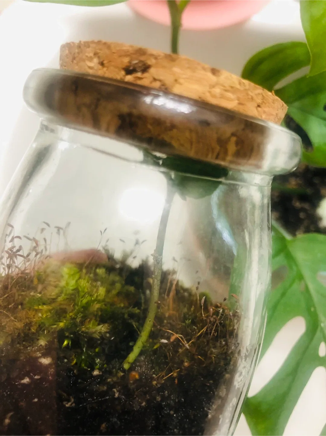 MINI Terrarium with Baby ZZ Plant & Moss #Cleanout